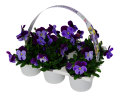 Penséer Cornuta Ø9 cm 6-pack